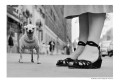 ERWITT_pocztowka_A6_piesek_jpg.jpg