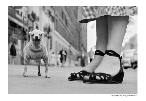 ERWITT_pocztowka_A6_piesek_jpg.jpg