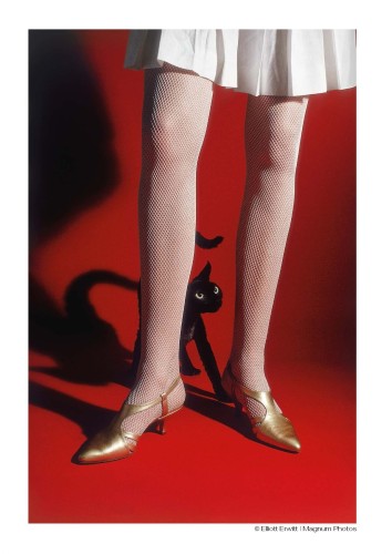 ERWITT_pocztowka_kotek_jpg.jpg